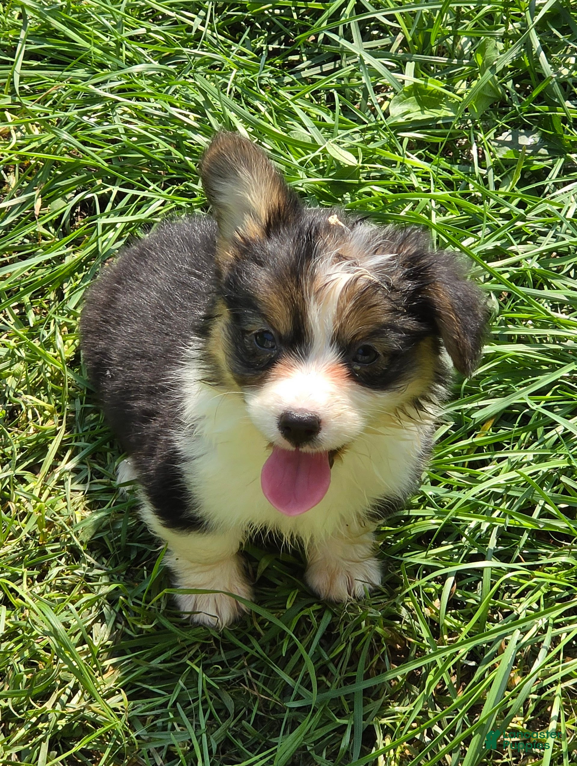 Welsh Corgi Pembroke dogs Duffy the fluffy - Ad 1