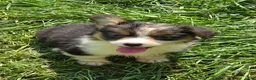 Welsh Corgi Pembroke dogs for sale: Duffy the fluffy - Ad 1