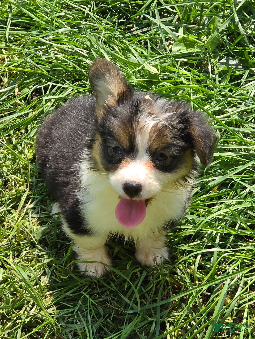 Welsh Corgi Pembroke dogs for sale: Duffy the fluffy - Ad 1