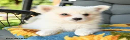American Eskimo dogs for sale: Frances - Ad 3