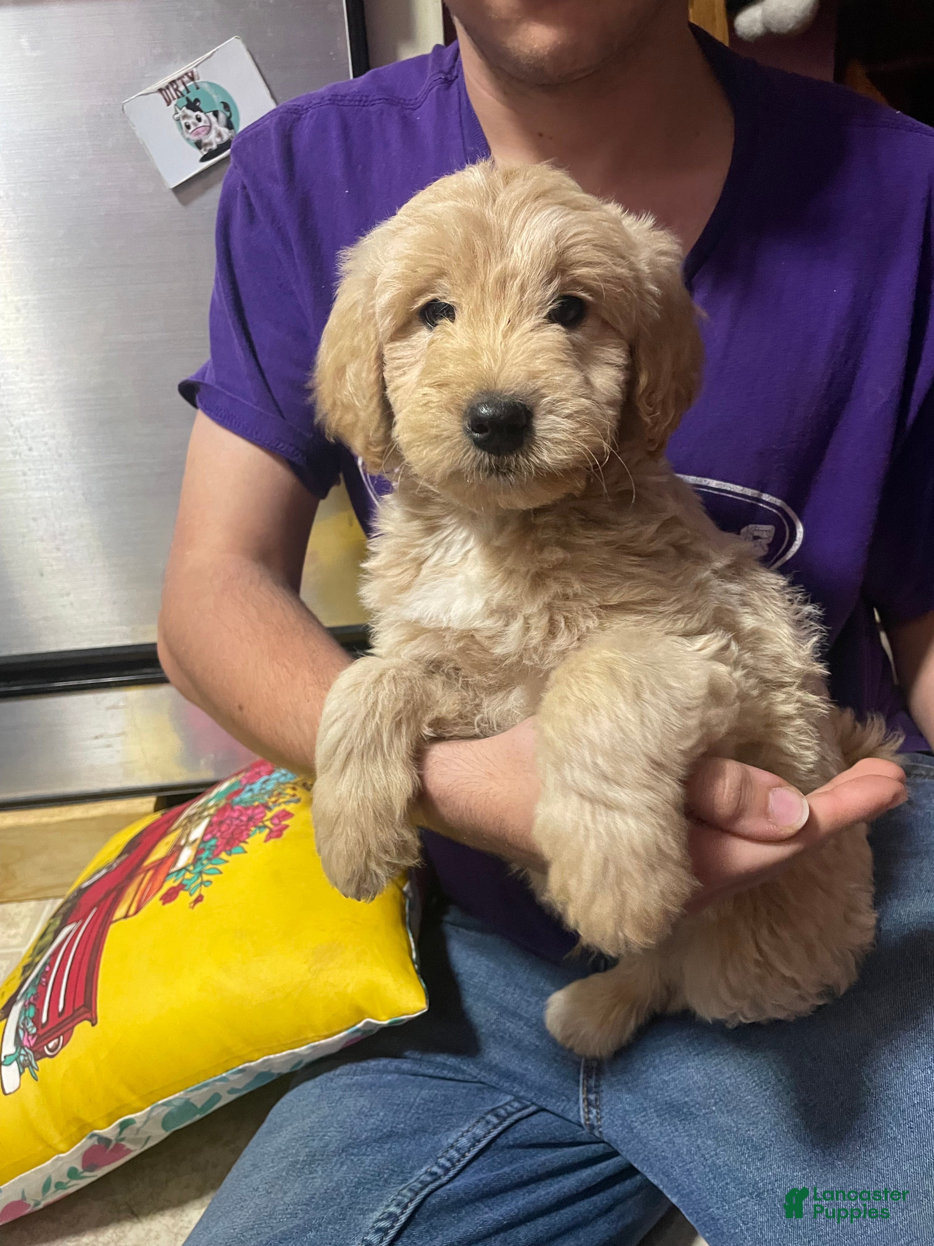 Goldendoodle dogs Goldendoodle Puppy 2 - Ad 10