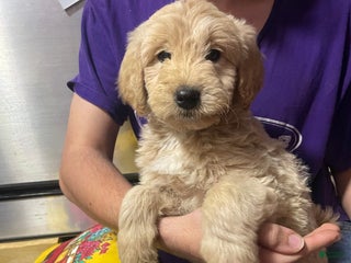 Goldendoodle dogs Goldendoodle Puppy 2 - Ad 10