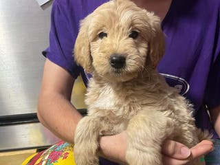 Goldendoodle dogs Goldendoodle Puppy 2 - Ad 25