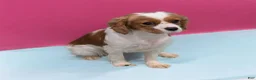 Cavapoo dogs for sale: Clover - Ad 6