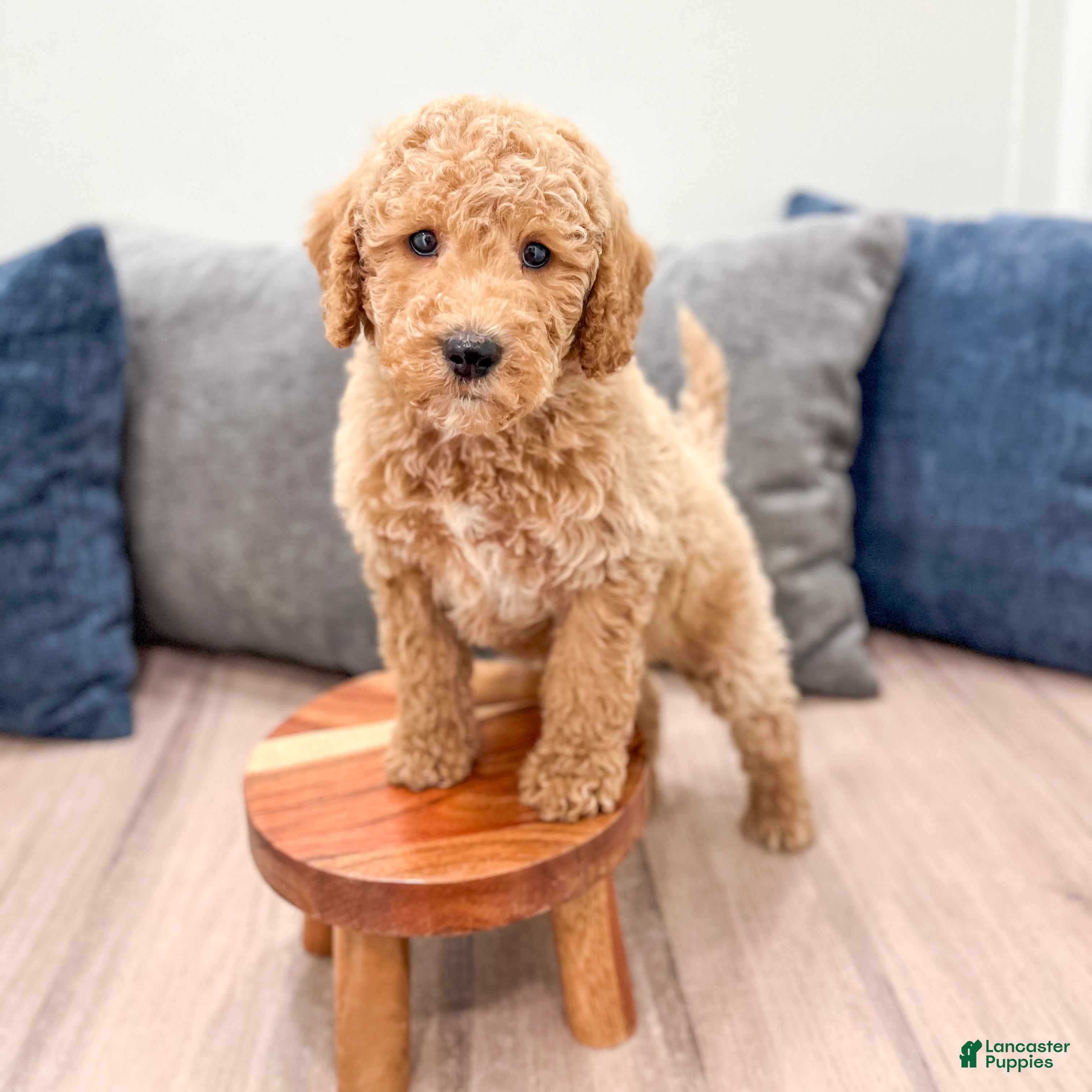 Miniature Labradoodle dogs Kota - Ad 2