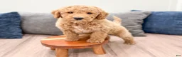 Miniature Labradoodle dogs for sale: Kota - Ad 2