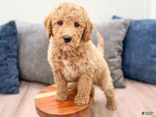 Miniature Labradoodle dogs for sale: Kota - Ad 1