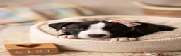 American Pit Bull Terrier dogs for sale: American Pit Bull Terrier 2 - Ad 1