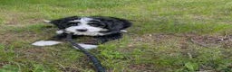 Bernedoodle dogs for sale: Bernedoodle 2 - Ad 1