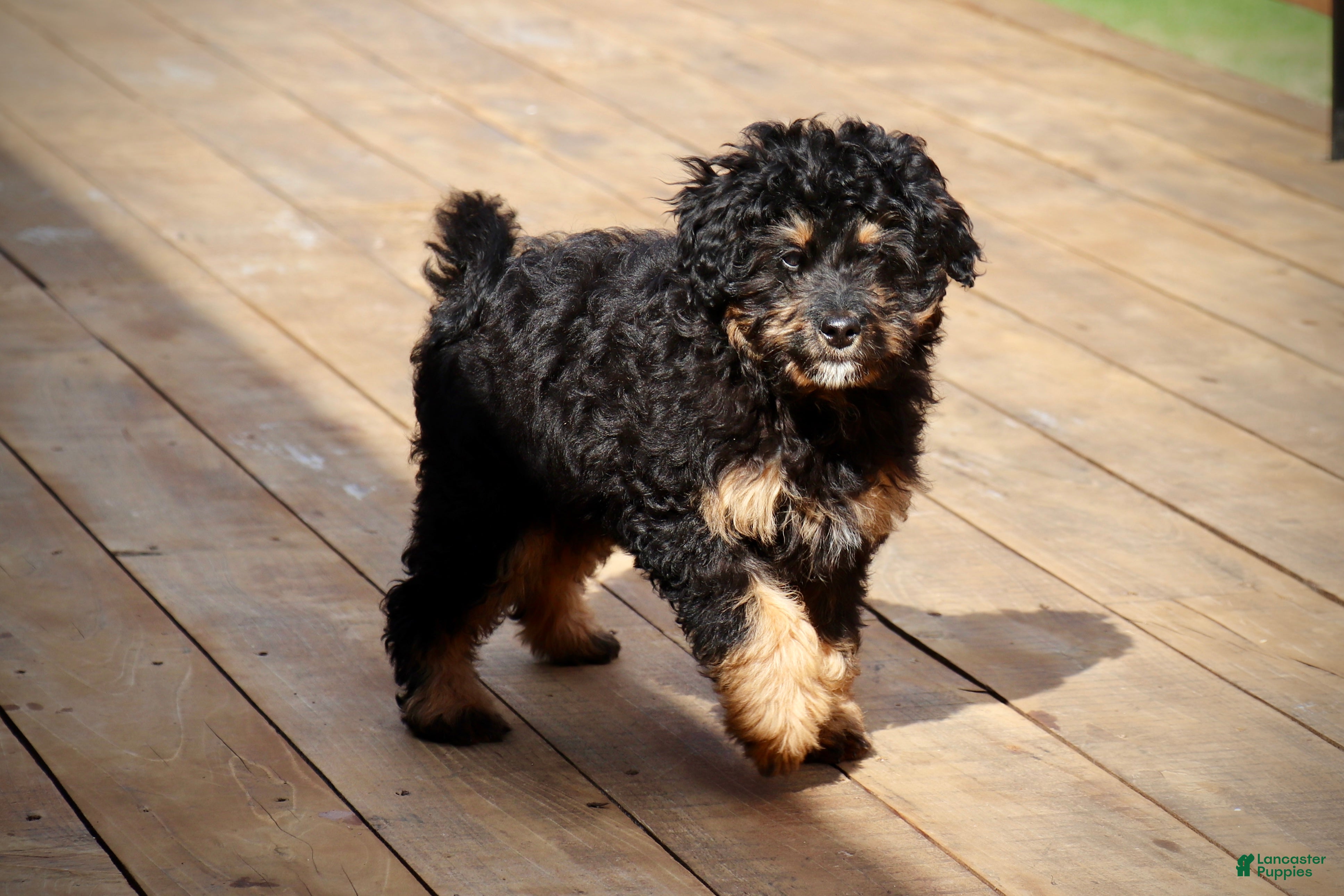 Mini Bernedoodle dogs Lucas - Ad 2
