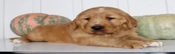 Golden Retriever dogs for sale: Brice Male AKC Golden Retriever - Ad 4