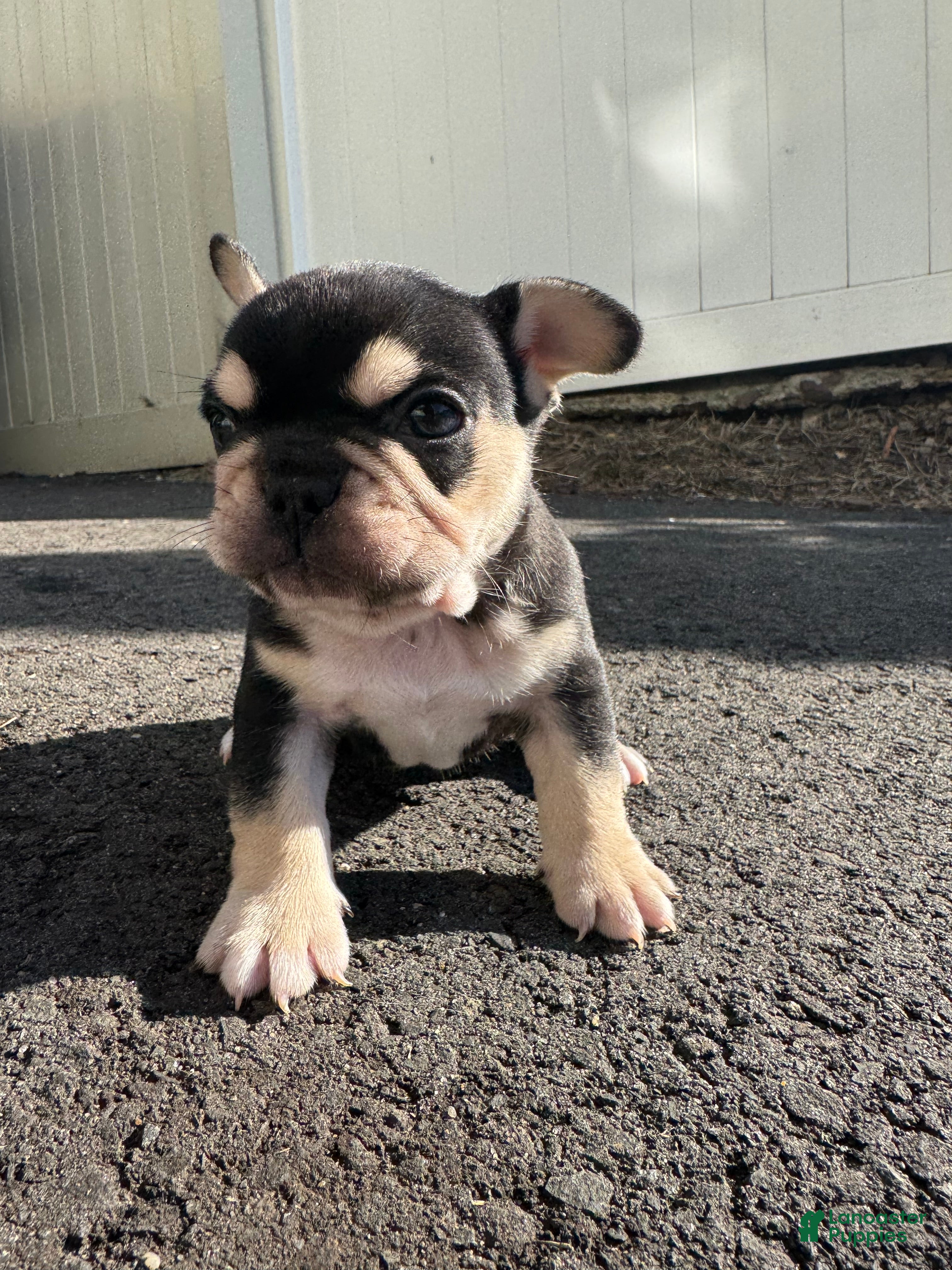 French Bulldog dogs Mike - Ad 1