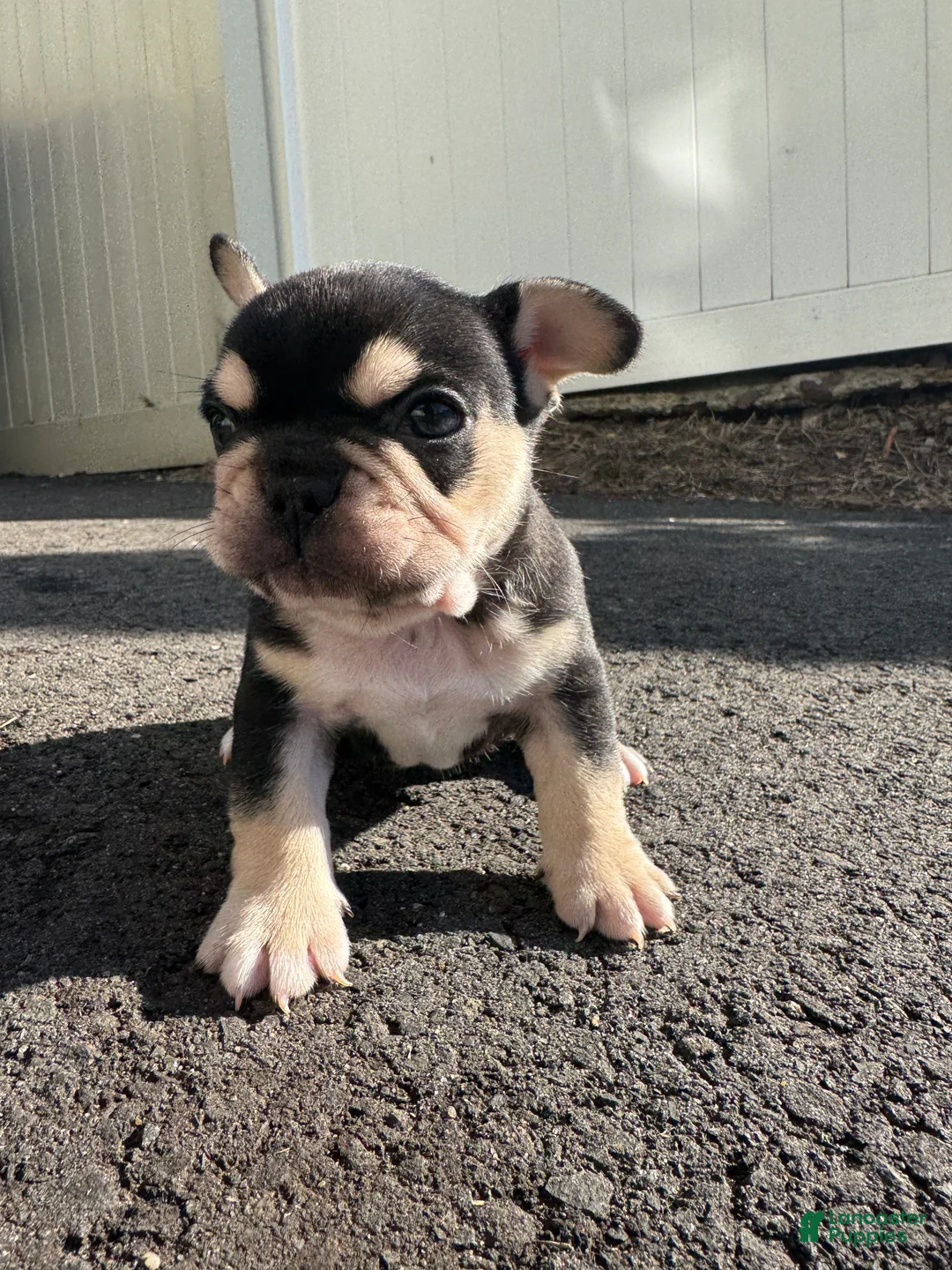 French Bulldog dogs for sale: Mike - Ad 1