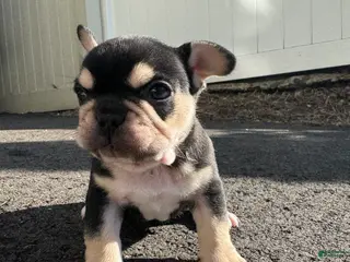French Bulldog dogs for sale: Mike - Ad 2