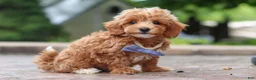 Maltipoo dogs for sale: Leo - Ad 10