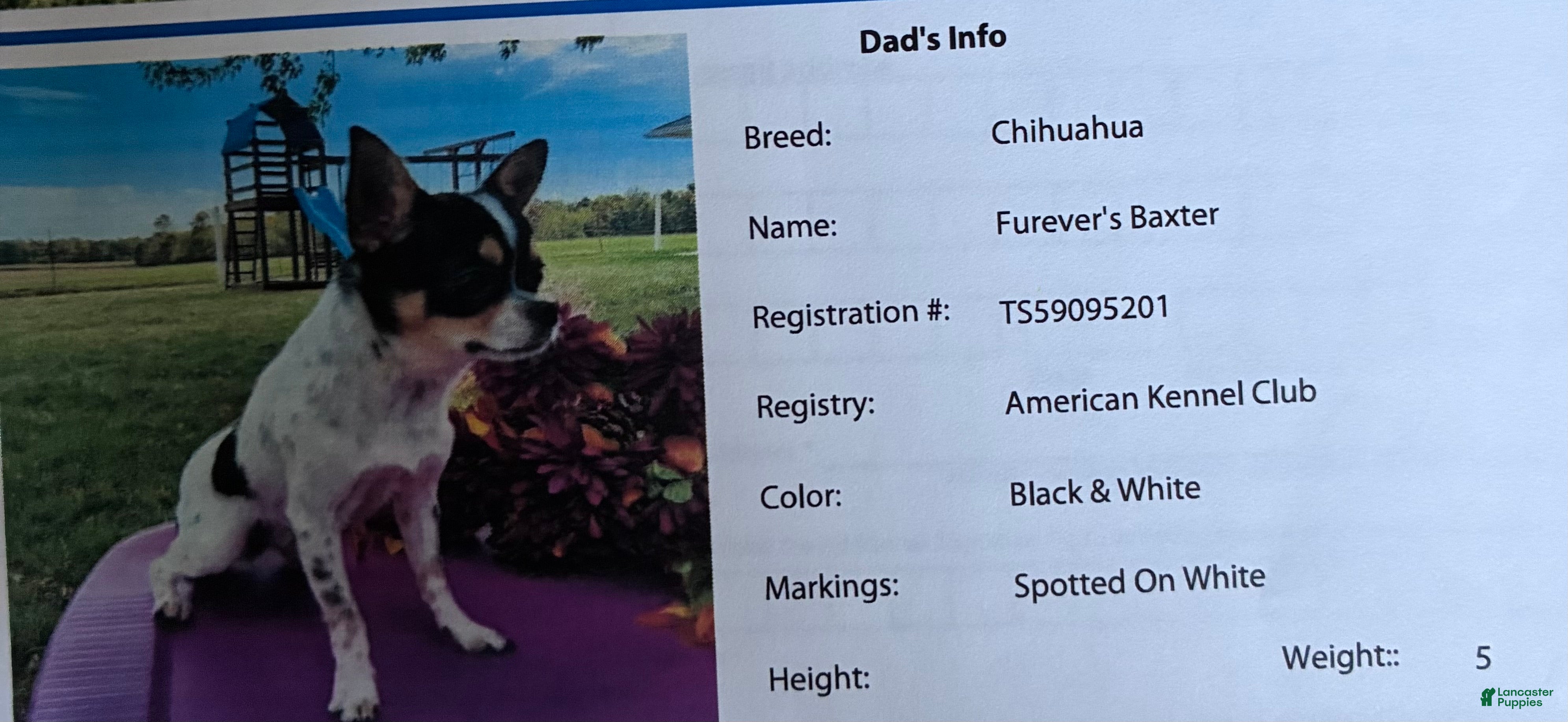 Furever’s Baxter