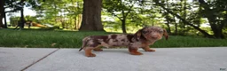 Dachshund dogs for sale: Oreo - Ad 3