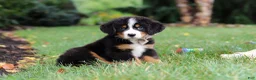 Bernese Mountain Dog dogs for sale: Denali - Ad 5