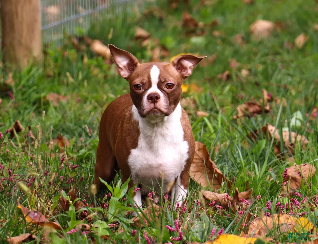 Boston Terrier dogs for sale: Rocky - Ad 6