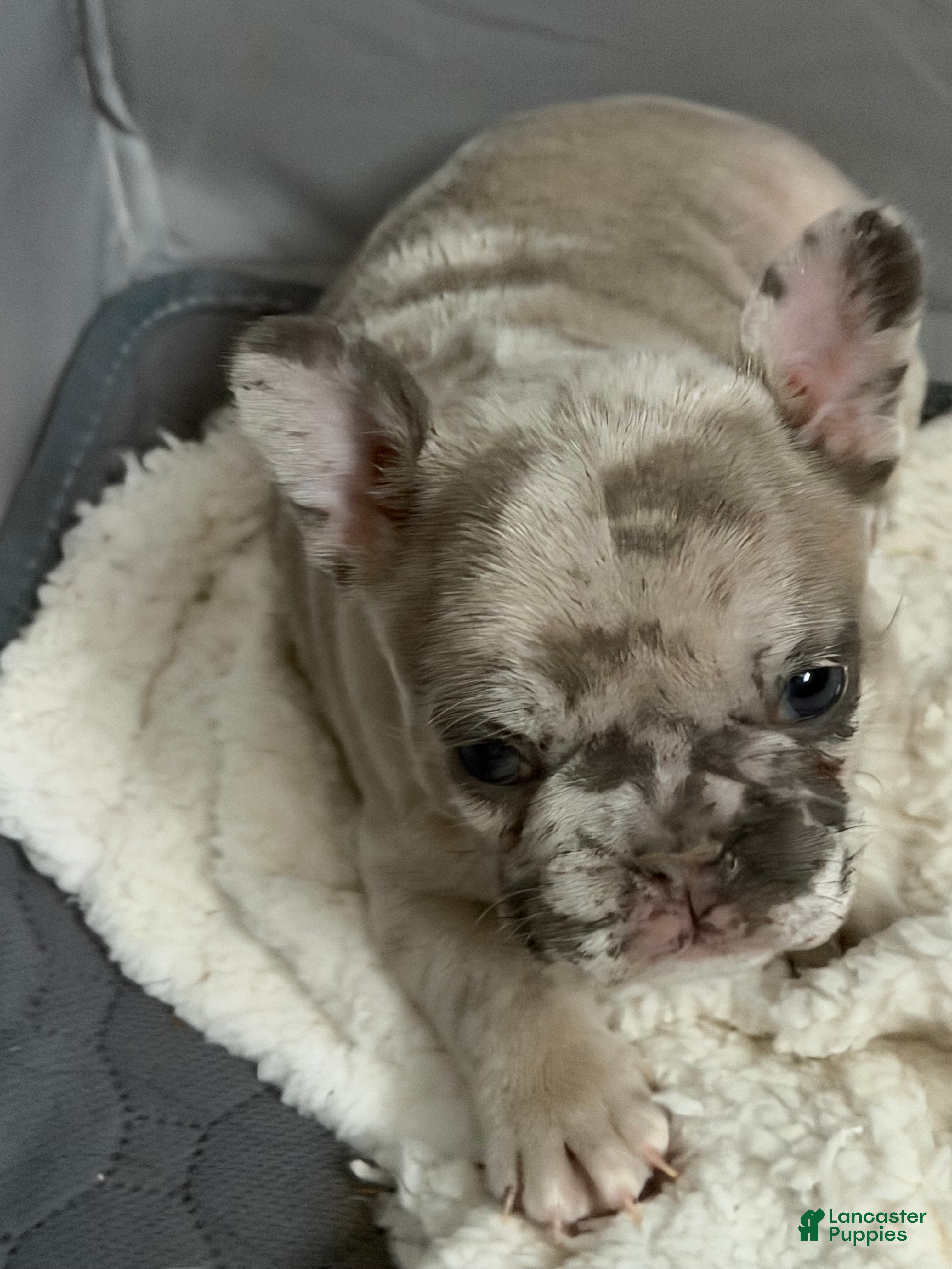 French Bulldog dogs French Bulldog Puppy 2 - Ad 1
