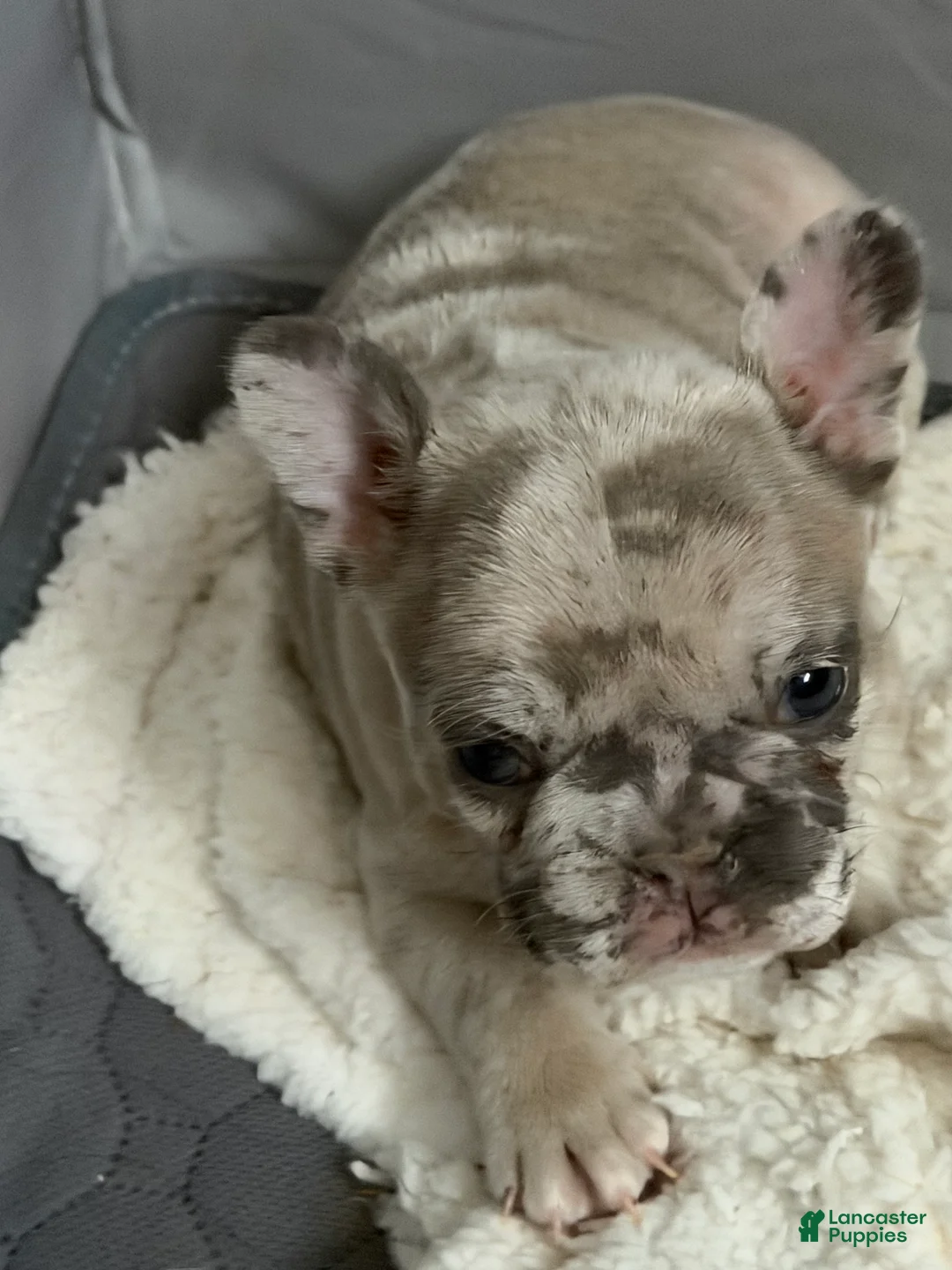 French Bulldog dogs for sale: French Bulldog Puppy 2 - Ad 1