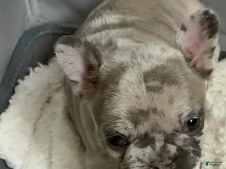 French Bulldog dogs French Bulldog Puppy 2 - Ad 1