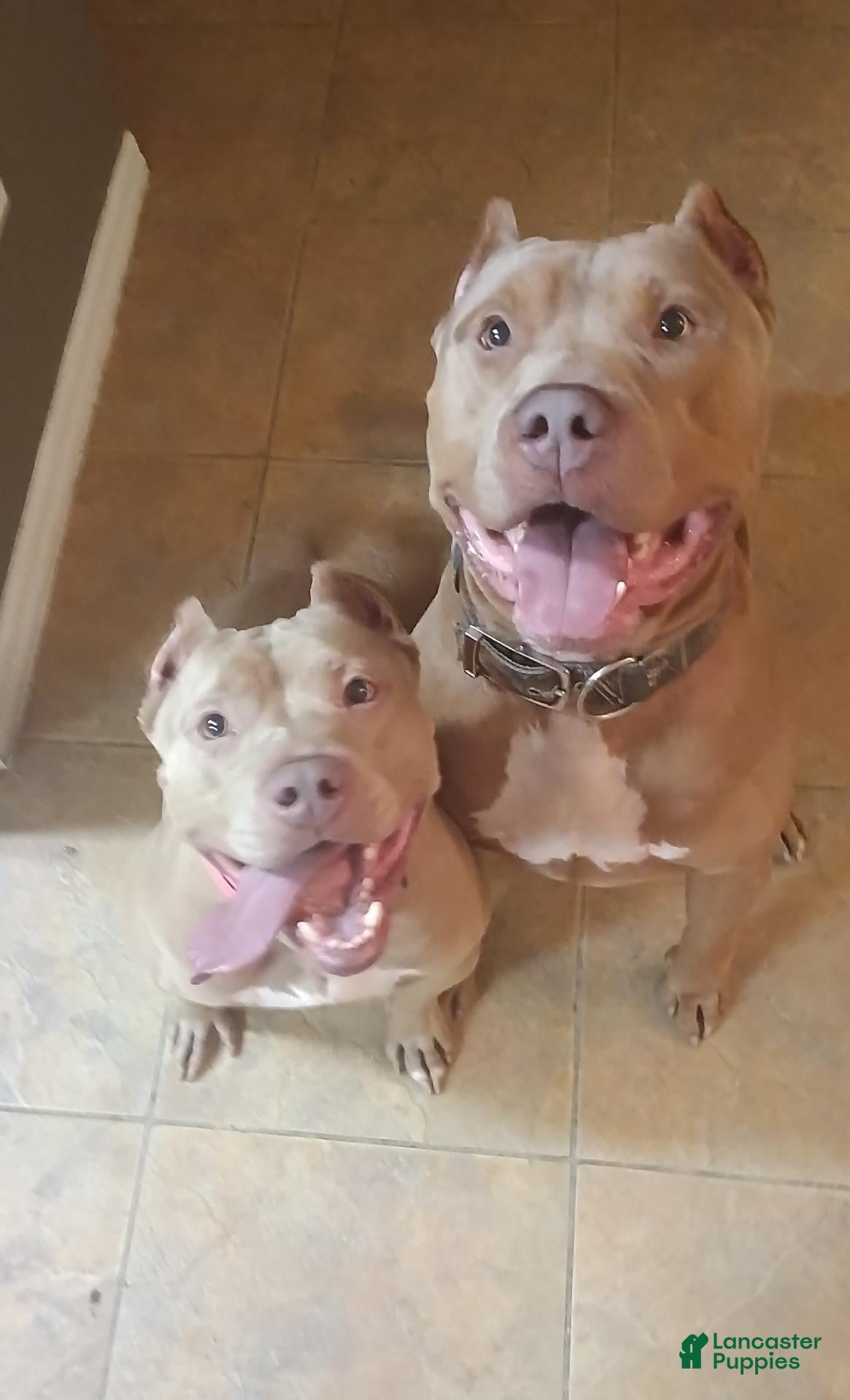 American Bully