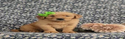 Golden Retriever dogs for sale: Zoie AKC Reg - Ad 3