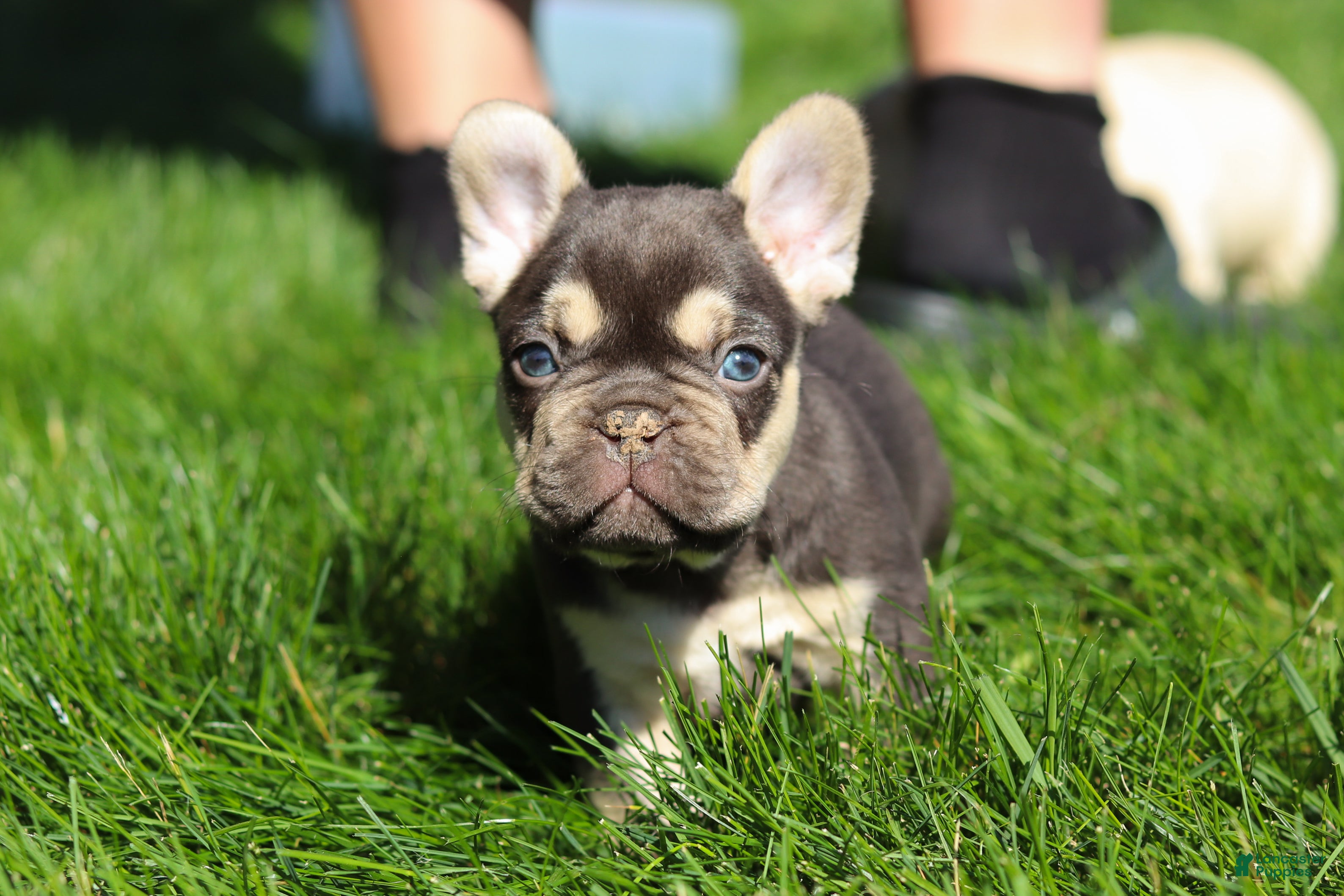 French Bulldog dogs for sale: Chase - Ad 6