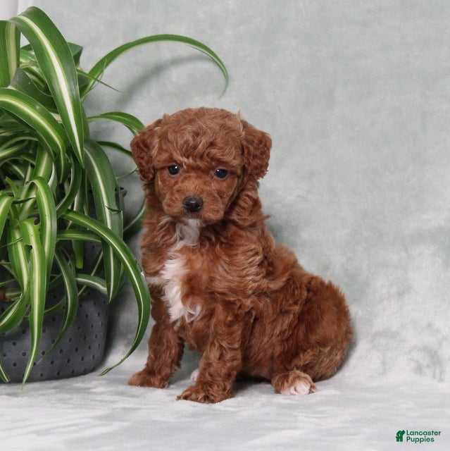 Miniature Poodle dogs Zprinkles - Ad 1