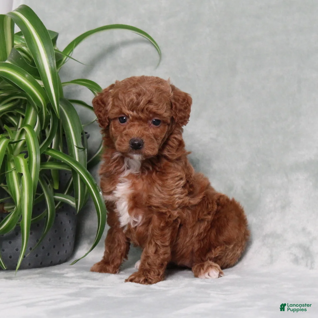 Miniature Poodle dogs for sale: Zprinkles - Ad 1
