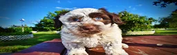 Havapoo dogs for sale: Chippy - Ad 25