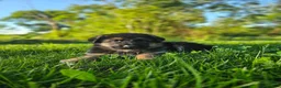 German Shepherd dogs for sale: Sniper  - Ad 7