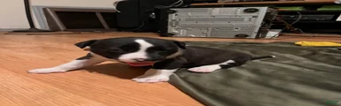 Mixed Breed 4