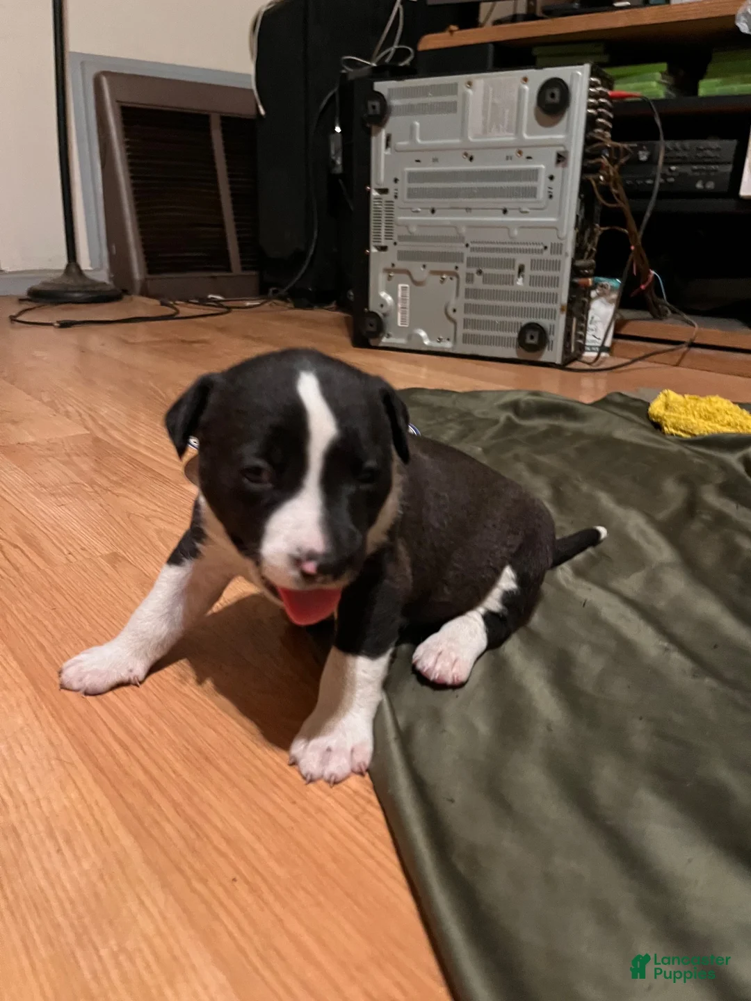 Mixed Breed dogs for sale: Mixed Breed 4 - Ad 1