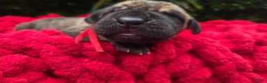 Great Dane Male 1