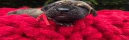 Great Dane dogs for sale: Great Dane Male 1 - Ad 1