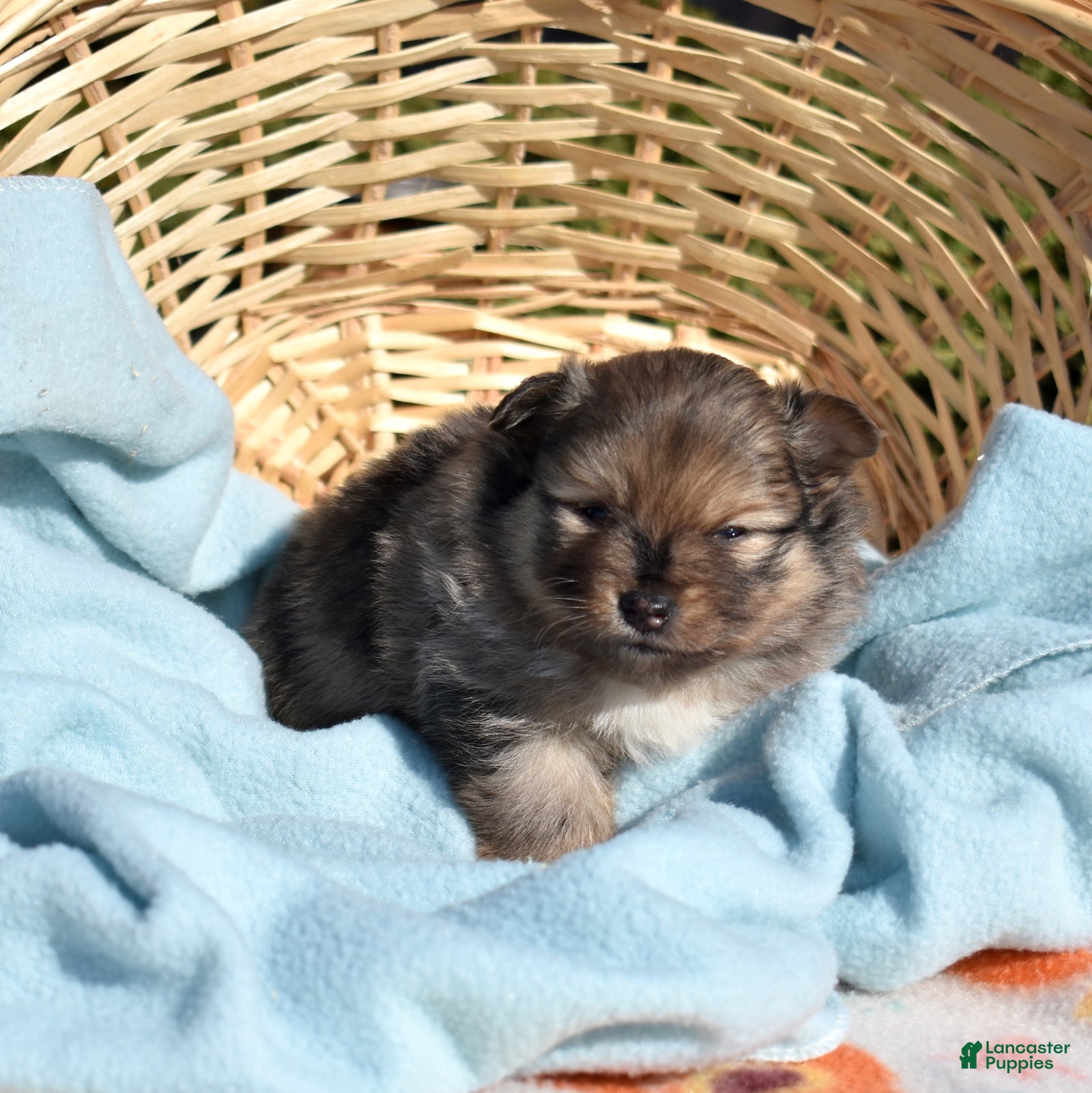 Pomeranian dogs Violet  - Ad 2