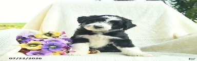 Domino 