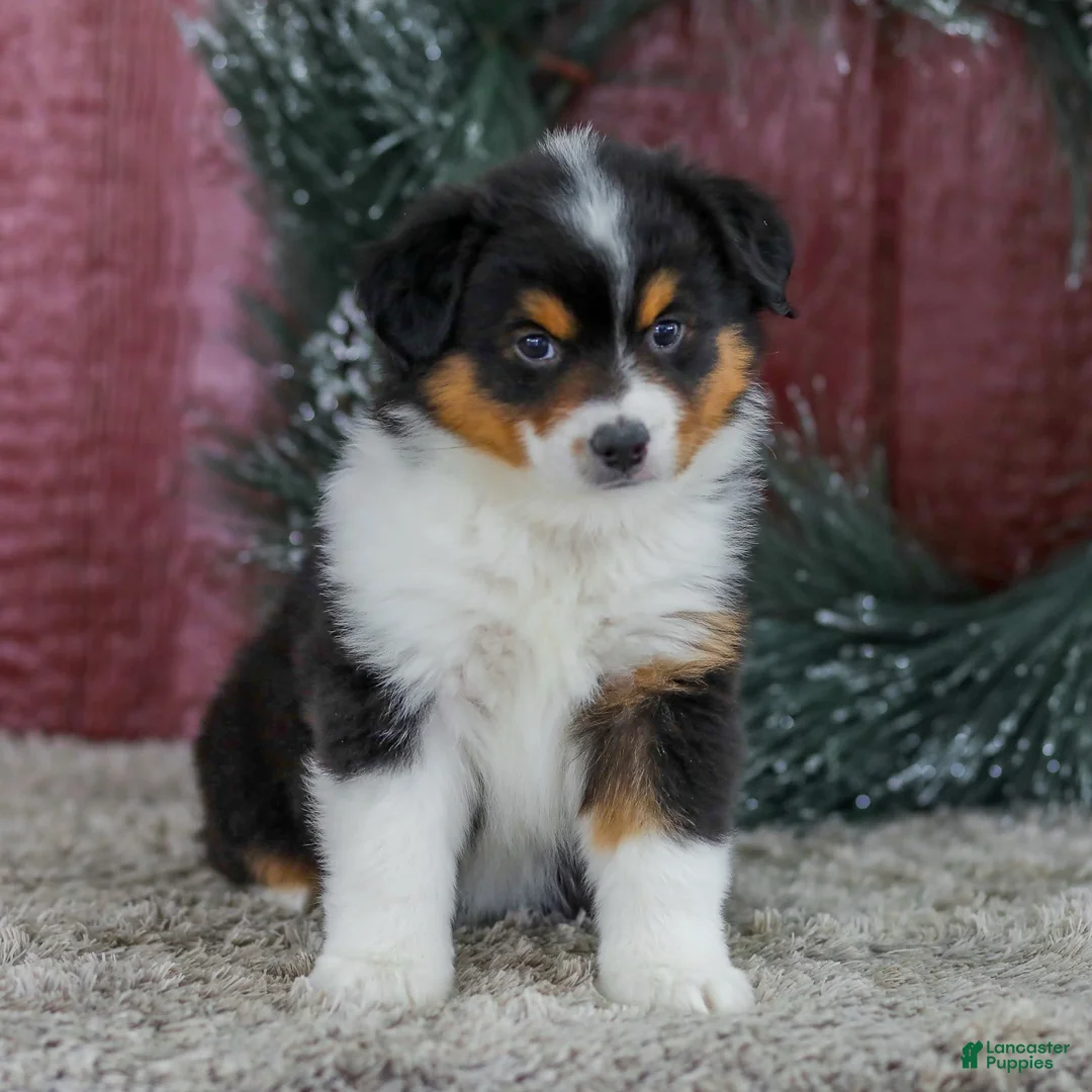 Miniature Australian Shepherd dogs for sale: Caramel - Ad 2