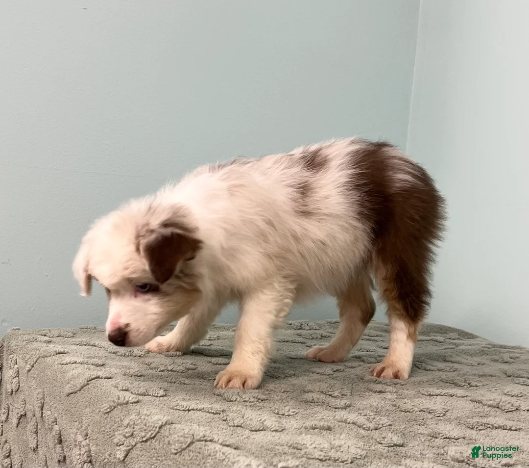 Australian Shepherd dogs for sale: Connie  - Ad 4