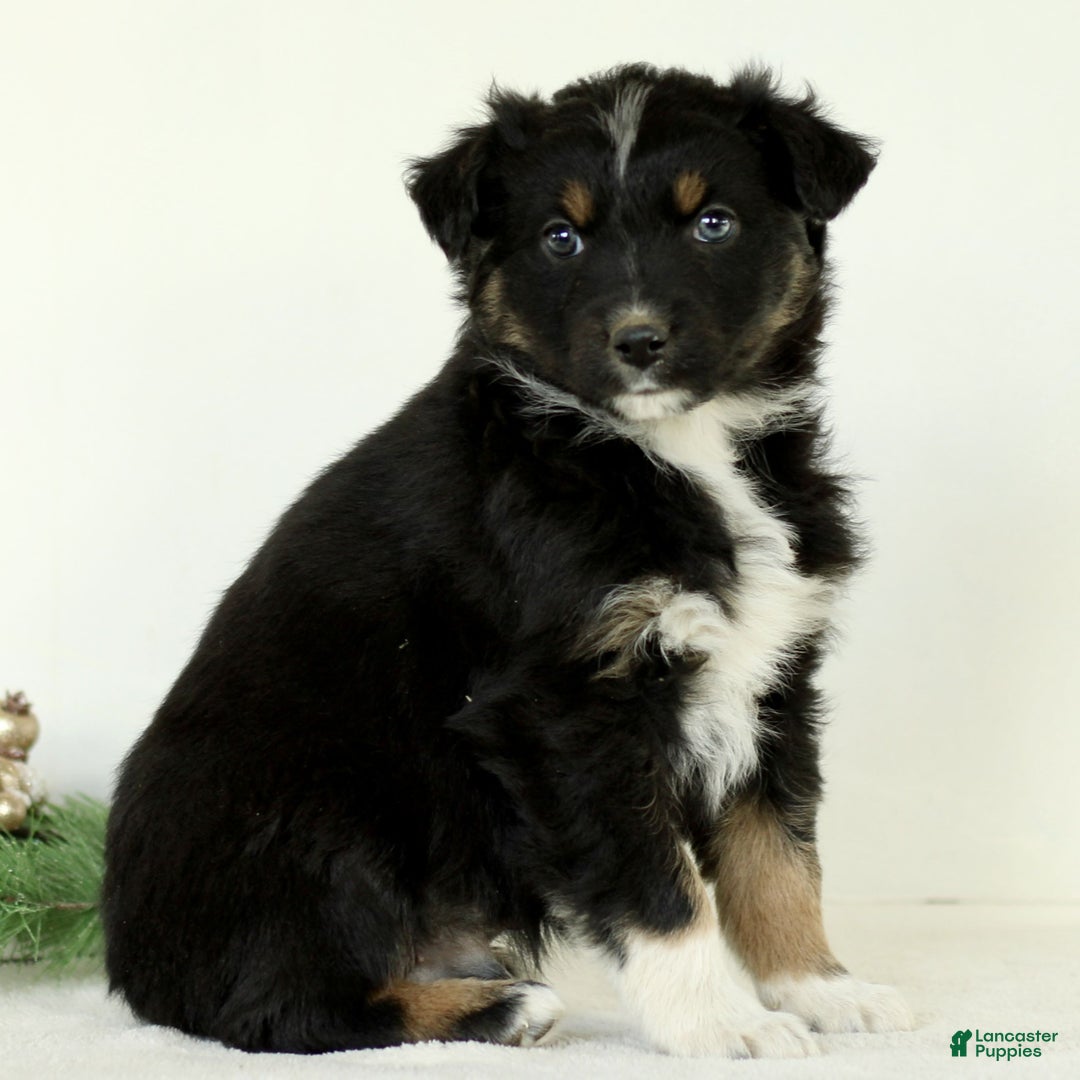 Australian Shepherd dogs for sale: Gabe  - Ad 3