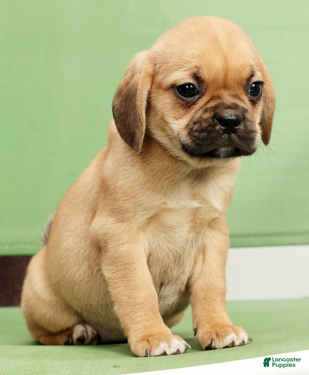 Puggle dogs Penny - Ad 2