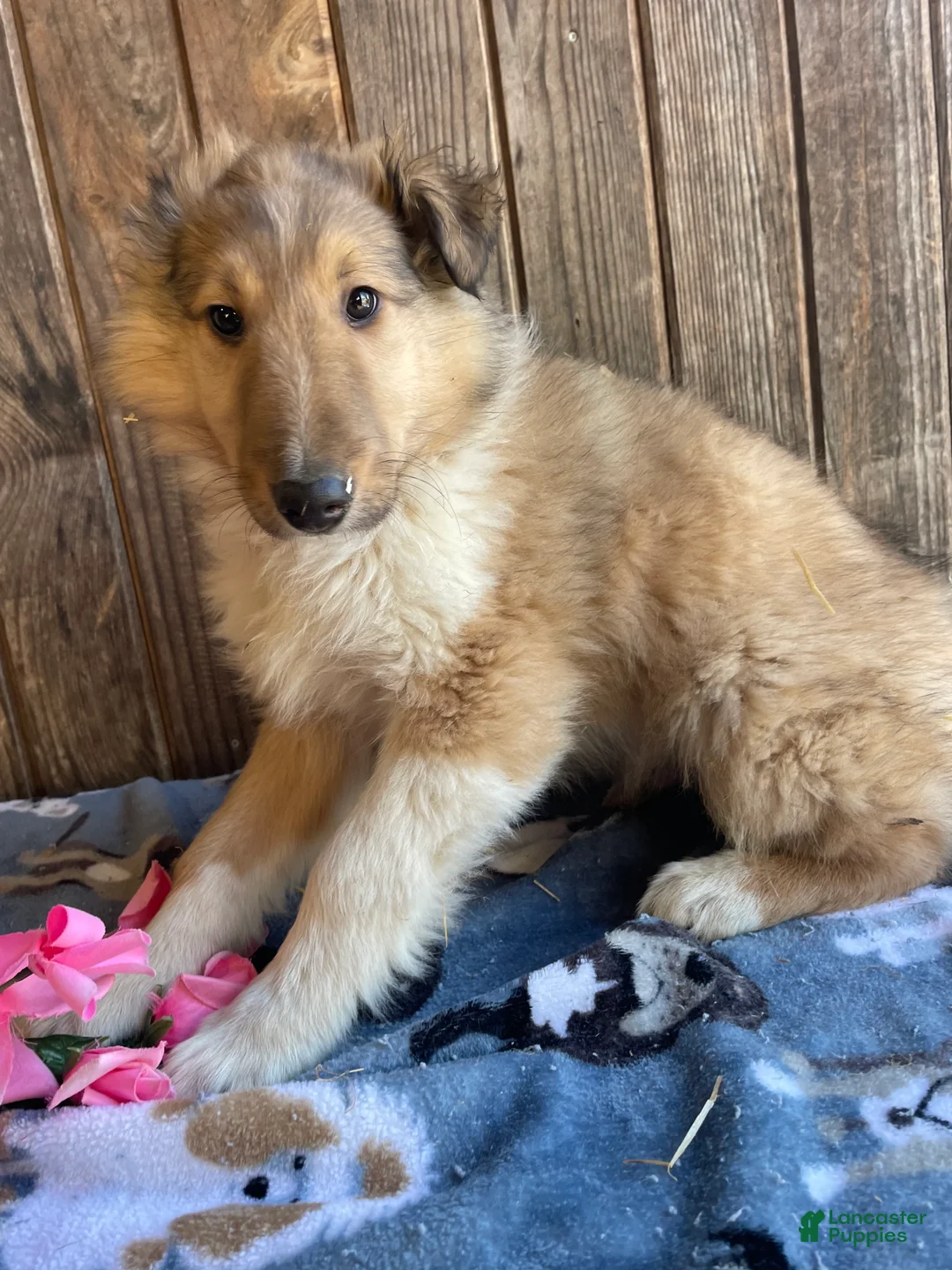 Collie dogs for sale: Colton - Ad 1