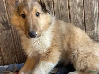 Collie dogs Colton - Ad 19