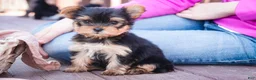 Yorkshire Terrier dogs for sale: Bitsy - Ad 4