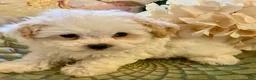 Pomapoo dogs for sale: Pomapoo 4 - Ad 7