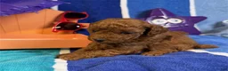 Toy Poodle dogs for sale: Lily - Ad 2