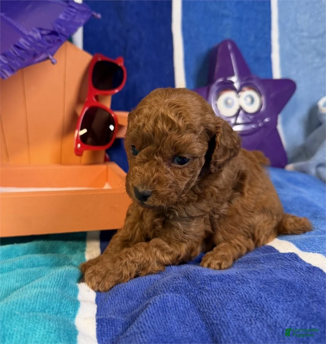 Toy Poodle dogs for sale: Lily - Ad 2