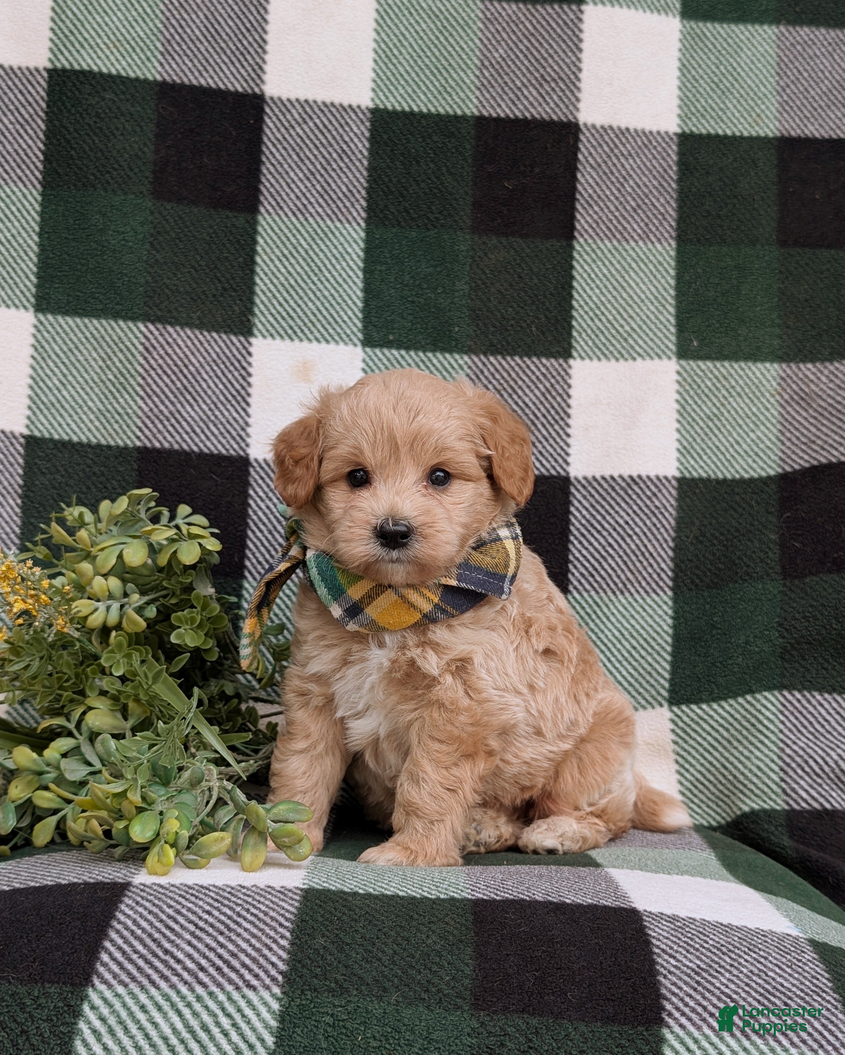 Eskipoo dogs Denzel - Ad 2